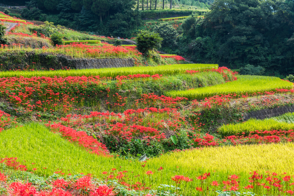 江里山の彼岸花-04