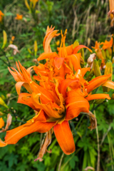 ヤブカンゾウ