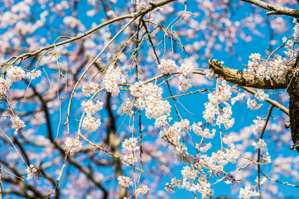 宝珠寺のしだれ桜-10