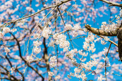宝珠寺のしだれ桜-10