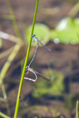 ホソミオツネントンボ♂♀