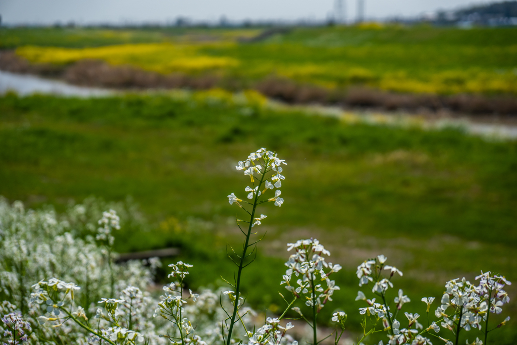 牛津川の菜の花-4