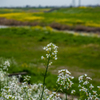 牛津川の菜の花-4