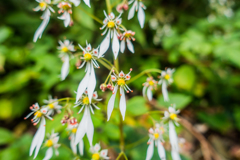 ジンジソウ