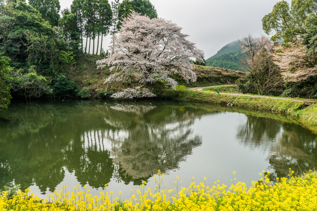 ジラカンス桜-7