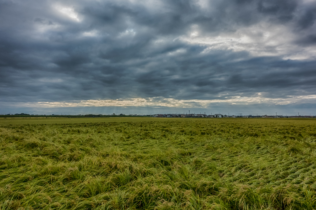 台風一過の水田