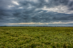 台風一過の水田