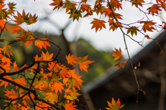仁比山神社-拝殿横の紅葉_2014.11.20-1