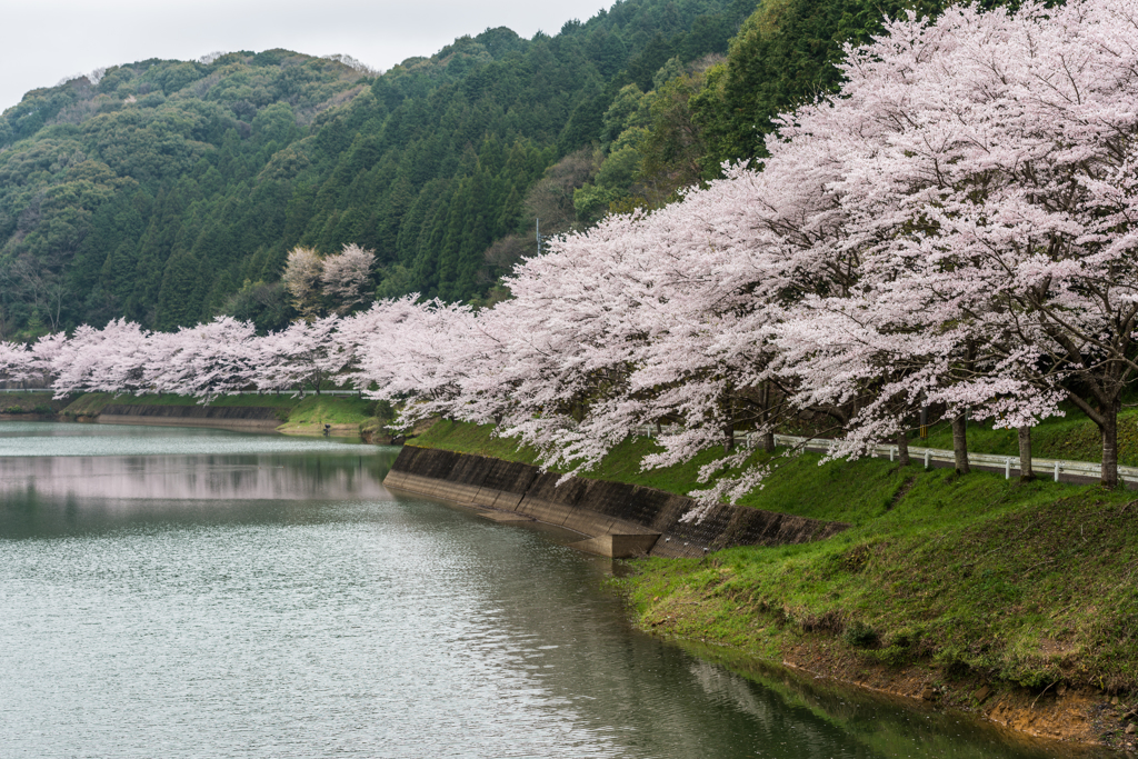 庭木ダムの桜-12