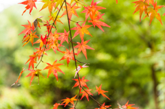 仁比山神社の紅葉-3