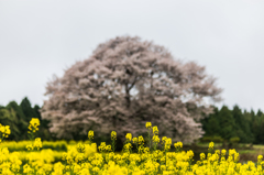 馬場の山桜-9