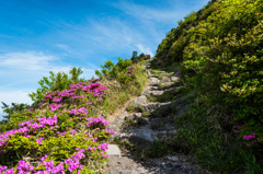 ミヤマキリシマの咲く登山道-3