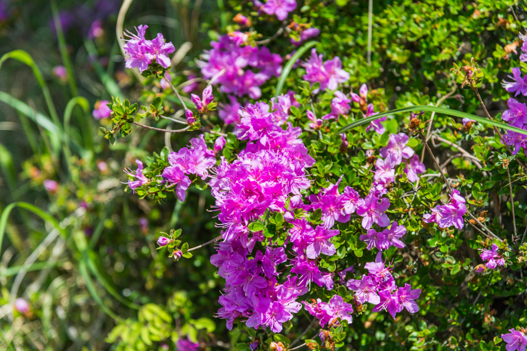 雲仙地獄のミヤマキリシマ-3