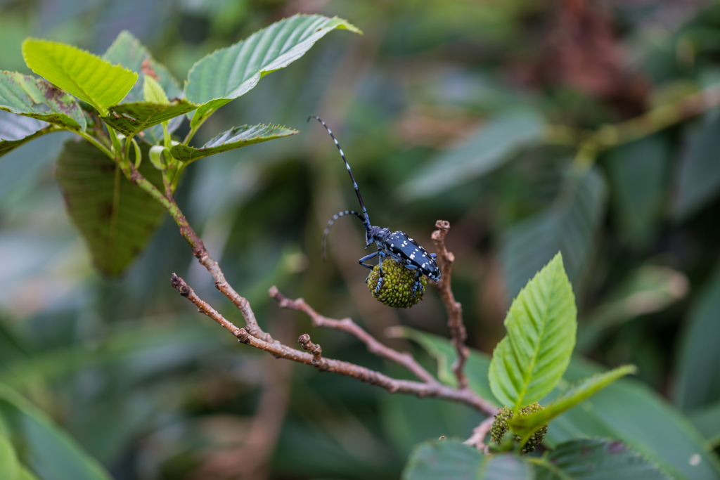 ゴマダラカミキリ-1