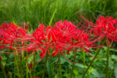 咲き出した彼岸花