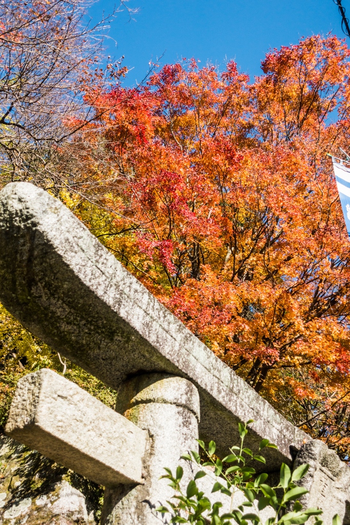 天川若宮神社の紅葉-1