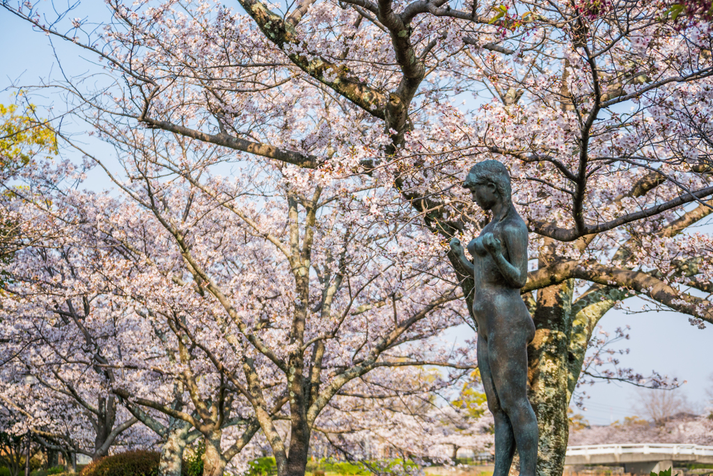 桜と少女像-1