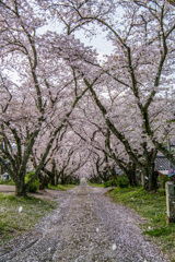 円応寺参道の桜吹雪