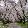 円応寺参道の桜吹雪