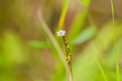 モウセンゴケの花（ピンク）