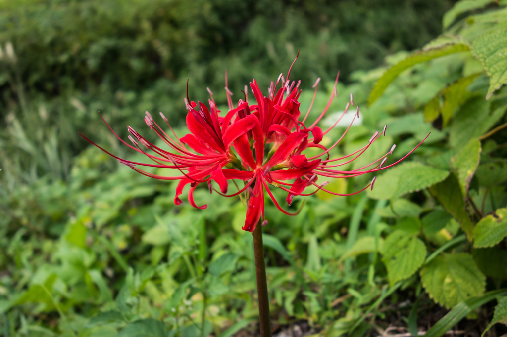 ひと月遅い彼岸花