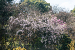 林道のシダレ桜