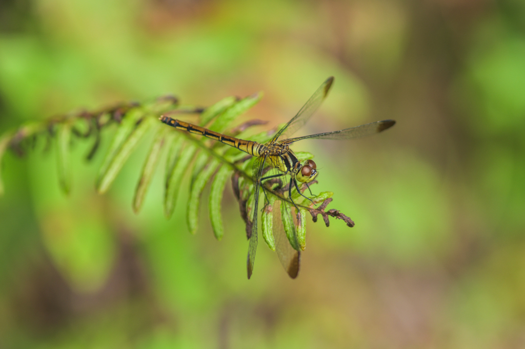 マユタテアカネ♀