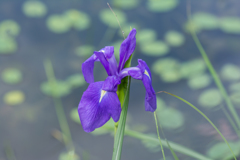 カキツバタ