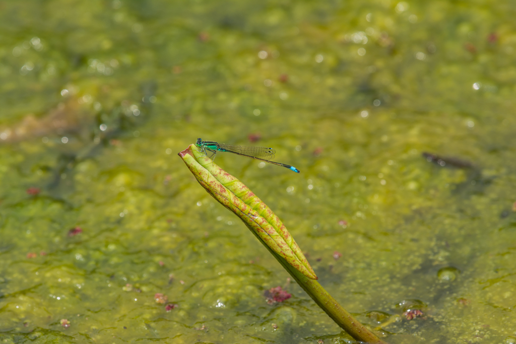 アオモンイトトンボ-2