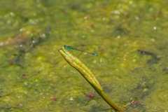 アオモンイトトンボ-2