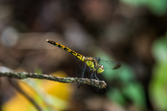 マユタテアカネ♀