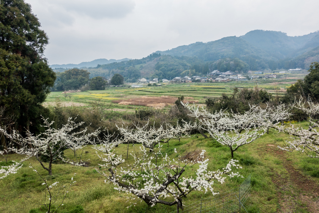 スモモの花と田園