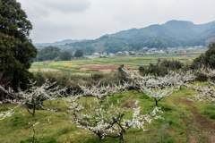 スモモの花と田園