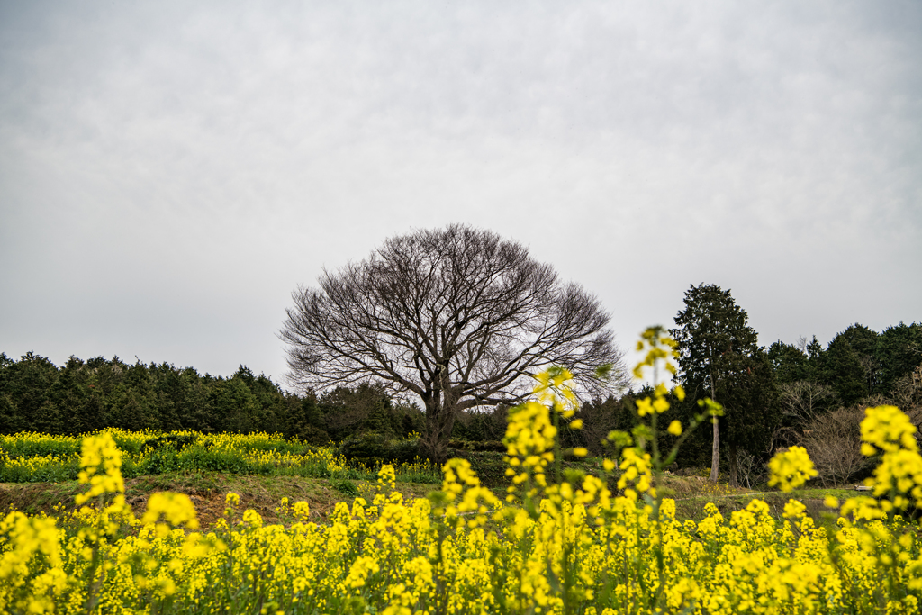 開花前の馬場の山桜