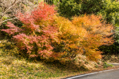 不動の滝の紅葉