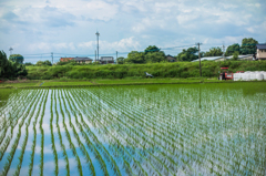 田んぼのアオサギ