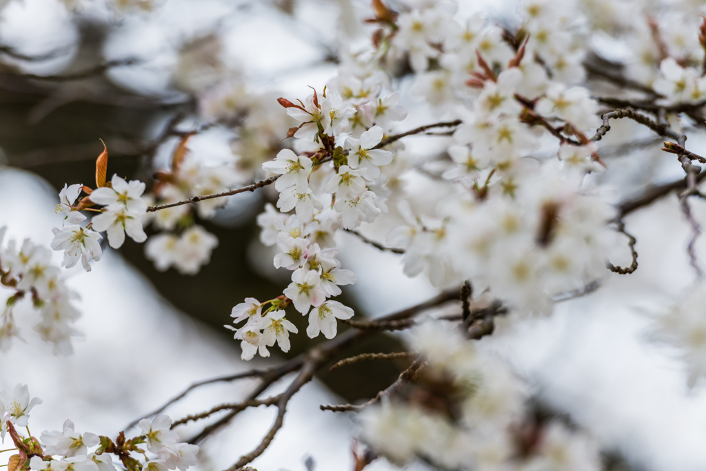 旧久保山分校の山桜-10