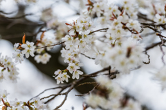 旧久保山分校の山桜-10