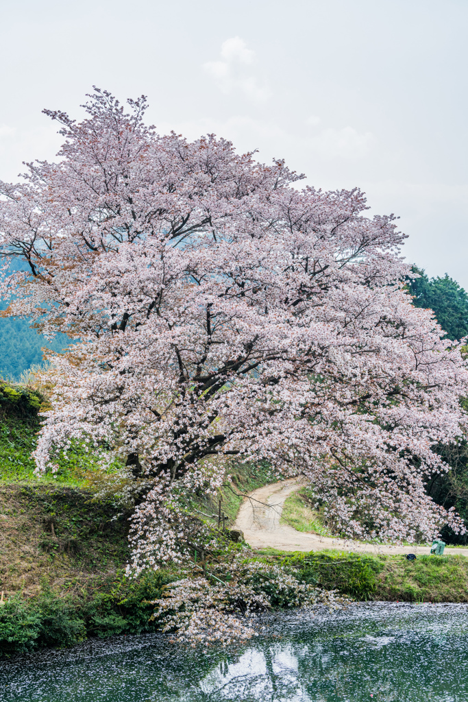 ジラカンス桜-4