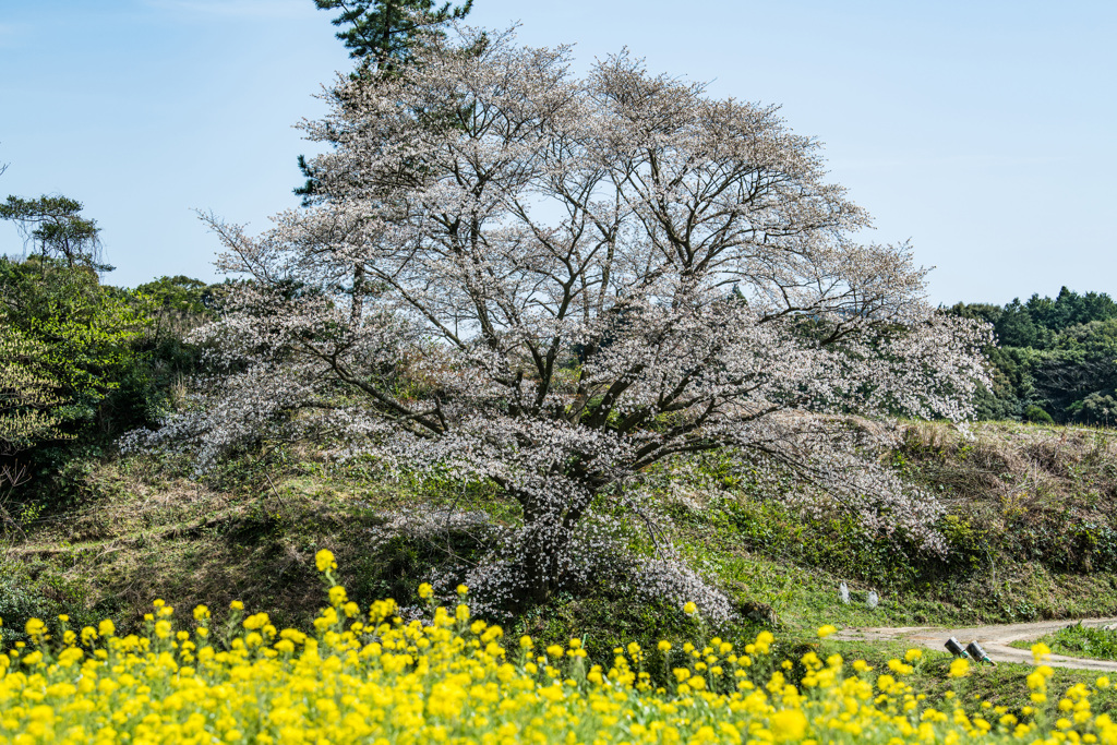 ジラカンス桜-4