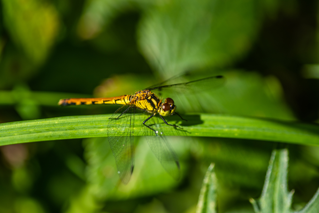 ヒメアカネ♀