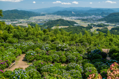 大聖寺のアジサイ園