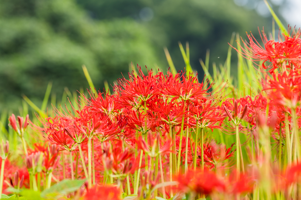 江里山棚田（東）-8