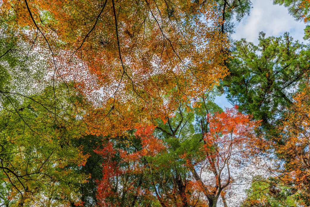 若宮八幡宮の紅葉-1