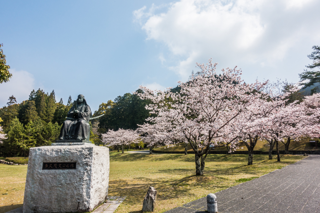 多久聖廟の桜-1
