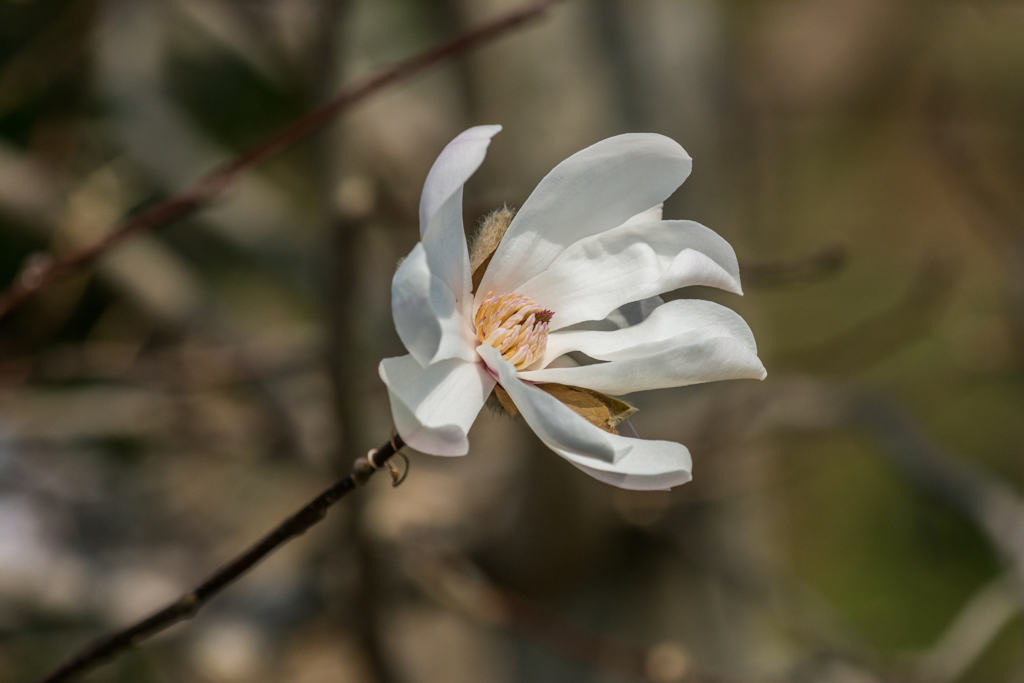 コブシの花