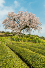 吉田の百年桜-7