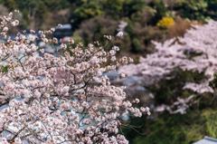 経塚の桜 経塚の桜