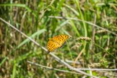 ウラギンヒョウモン@天山