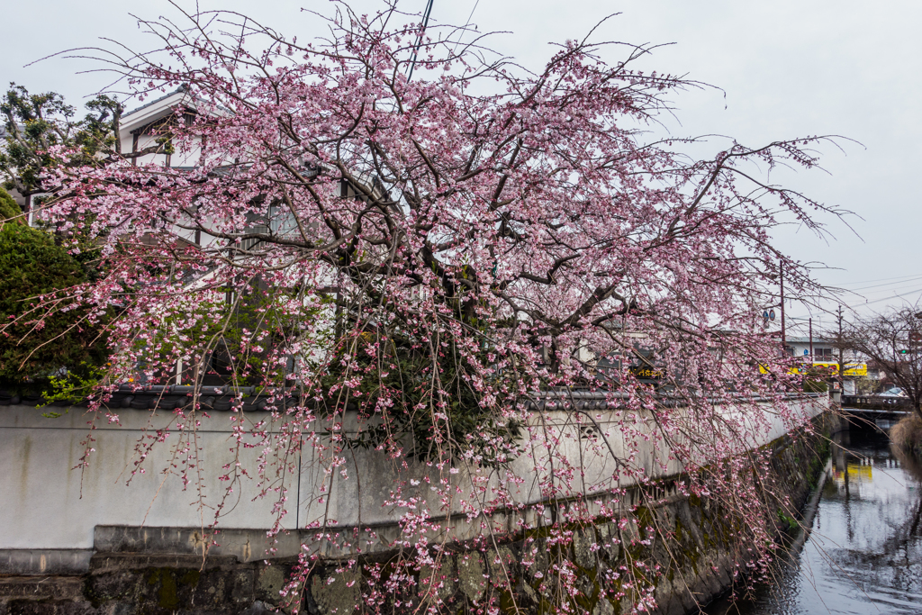 市内のお寺の枝垂桜